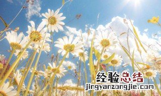 紫色雏菊的花语和寓意 雏菊的花语和寓意