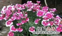 石竹花如何养 石竹花怎么养家庭养法