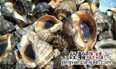 活海螺怎么保存不会死 可以保存多久呢