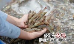 红色的虾是什么虾怎么做 红色的虾是什么虾