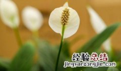 夏季怎么养白掌叶旺花又多 夏季怎么养白掌叶旺花又多又好看