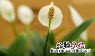 夏季怎么养白掌叶旺花又多 夏季怎么养白掌叶旺花又多又好看