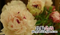 芍药盆栽怎么修剪方法图片 芍药盆栽怎么修剪方法