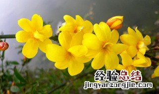 迎春花怎么浇水方法图解 迎春花怎么浇水方法