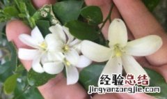 9里香花怎么养 9里香花如何养