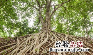 榕树压条生根方法 这样操作就可以