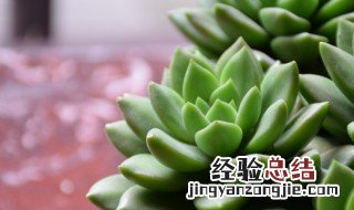 在室内,如何养好多肉植物 多肉植物在家里怎么养