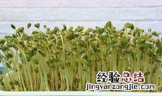 豆芽怎么种 豆芽如何种