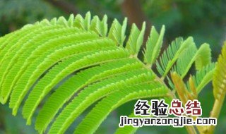 含羞草种植步骤 含羞草如何种植