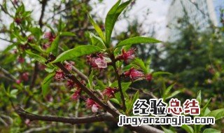 盆栽桃花养护要点 盆栽桃花养护要点和方法