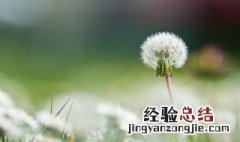 蒲公英对肝脏的损害 蒲公英根可以长期喝吗