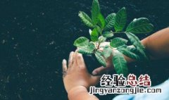 100种养花技巧 史上最简单养殖花技巧