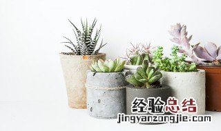 春天养护多肉植物的方法是什么 春天养护多肉植物的方法