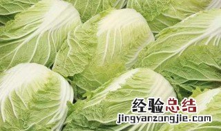 白菜的催芽方法 白菜的催芽方法是什么