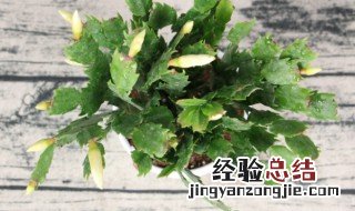 蟹爪兰春夏季怎么养 蟹爪兰四季养殖护要点