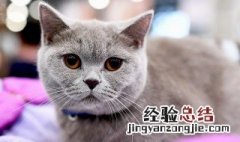 去除沙发上猫尿味妙招 沙发去除猫尿骚味的小妙招