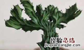 玉麒麟怎么浇水方法 玉麒麟怎么浇水方法视频