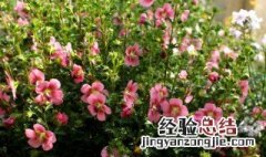 木槿花怎么修剪方法 木槿花怎么修剪方法图片