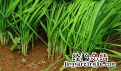 韭菜根种植方法 韭菜根如何种植