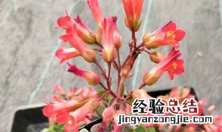 长寿花春天可以修剪吗 长寿花春天可以修剪吗