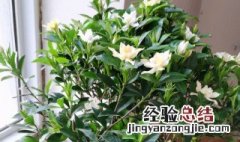 栀子花的养护与管理 如何养好栀子花盆栽