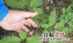 三七种植小妙招图片 三七种植小妙招