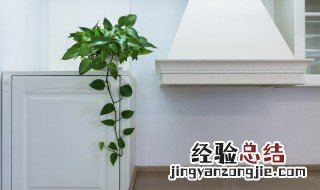 13种植物最适合居家养护的植物 13种植物最适合居家养护