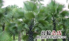 棕榈科植物绿化建设及养护要点 棕榈科植物绿化建设及养护要点是什么