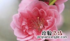 盆栽桃花的养护方法 盆栽桃花怎样养护