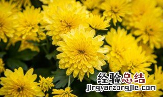 菊花的育种方法 菊花育种方法及养护技巧介绍