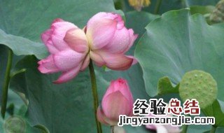 并蒂莲怎么种植 并蒂莲养殖方法