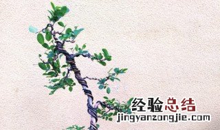 朴树盆景制作的方法 朴树盆景制作及养护方法详解