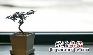 金银花盆景的栽培技术及养护 金银花盆景种植技术与栽培管理