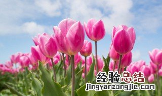 郁金香花期和养护方法 郁金香花怎么养活