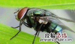 家里出现很大苍蝇预兆是要死人 家里出现很大苍蝇预兆