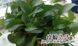 绿色植物怎么养护 绿色植物养护方法介绍