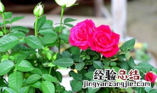 月季早春养护管理方法 月季花早春养护