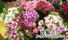 石竹花怎么水养 石竹花水养放多少水