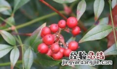 红豆花需要醒花吗 红豆花怎么醒花