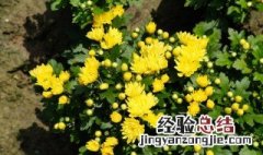 盆栽菊花怎么养殖方法 盆栽菊花怎么养