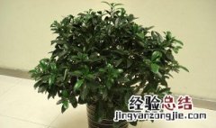 非洲茉莉怎么养 非洲茉莉怎么养才长得好