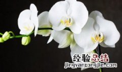 蝴蝶兰花谢了还能养吗 蝴蝶兰花谢了还能活吗