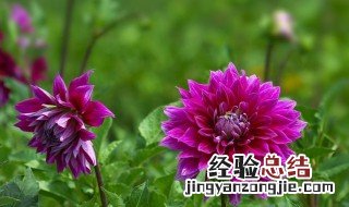 地瓜花怎么养殖 地瓜花养殖方法