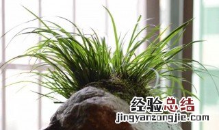 石菖蒲怎么养 石菖蒲如何养