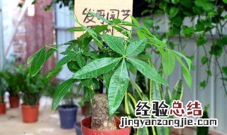 韭叶兰怎么养 韭叶兰如何养