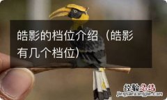 皓影有几个档位 皓影的档位介绍