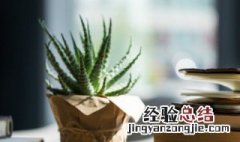 芦荟可以水养吗 芦荟可以水培种植吗