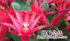 假昙花的四季养殖护 假昙花的四季养殖护法是什么