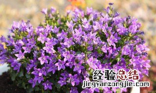 木本花卉满天星怎么养 木本花卉满天星应该怎么养