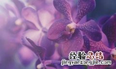 兰花的养护管理有哪些 兰花的养护和管理